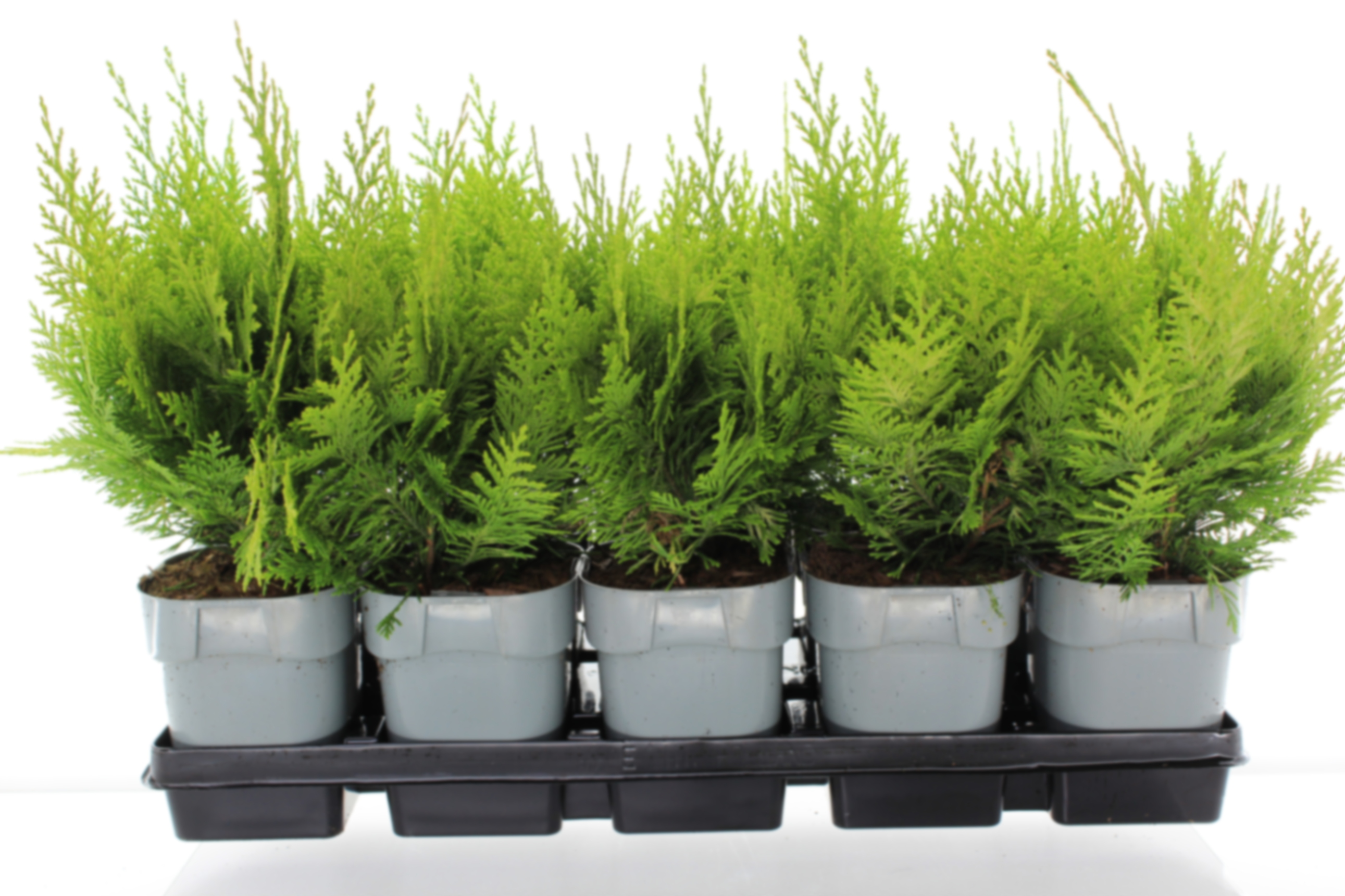 Кипарисовик лавсона Ивонн